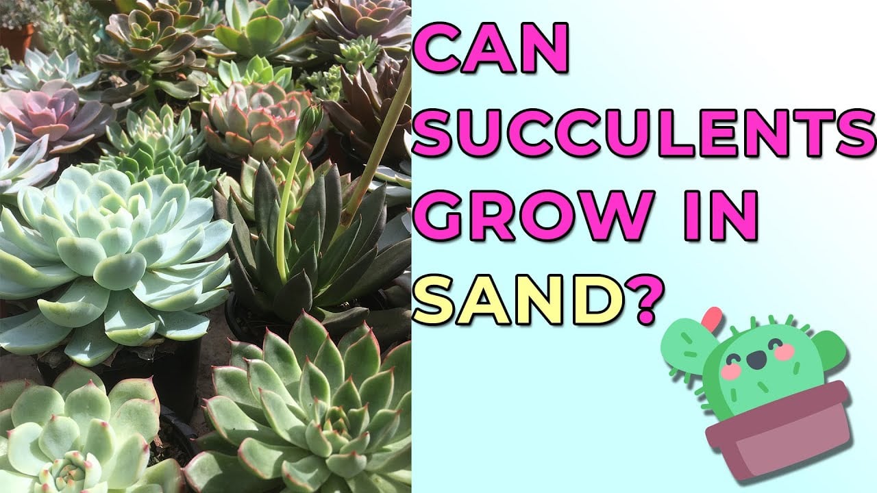 Can Succulents Grow In Sand?