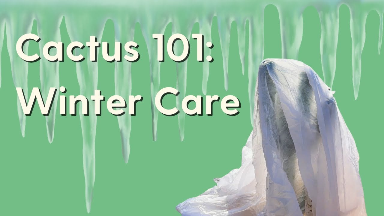 How to Care for Cacti in the Winter [Cactus Dormancy and other Tips]
