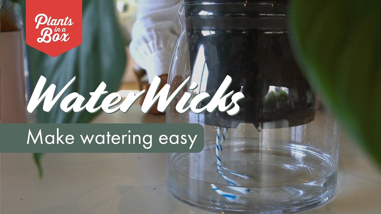 WaterWicks - DIY Self-watering system for pots with no drainage