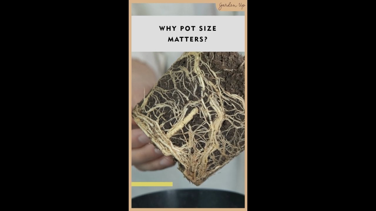 Pot size matters!