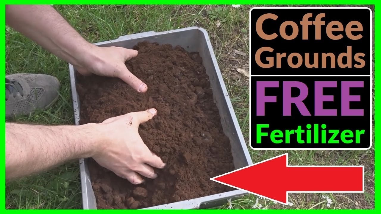 How to use Coffee Grounds as a FREE Fertilizer for your Plants