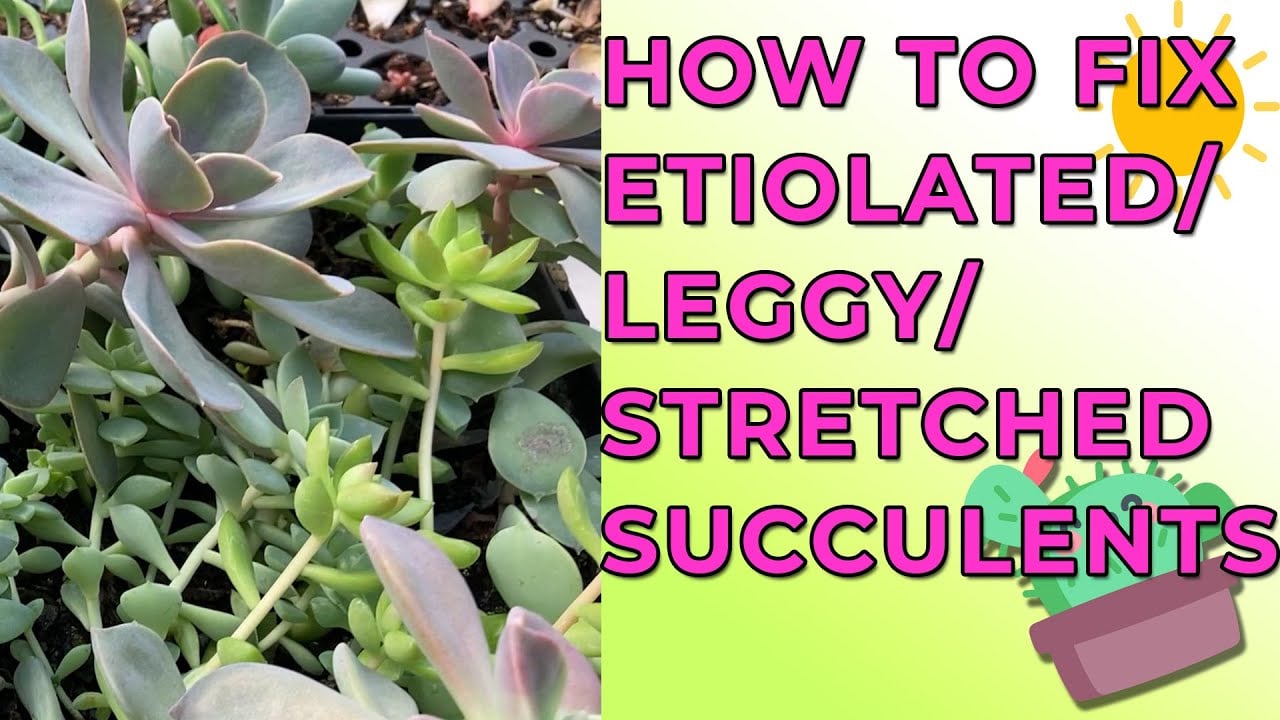 Why Succulent Plants Get Etiolated/ Leggy/ Stretched & How To Fix Them