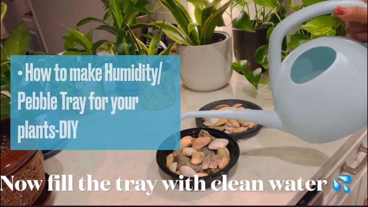 How to make pebble,rock or humidity tray for your houseplants🪴❤️