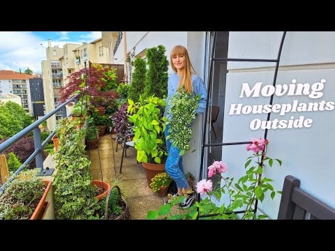 Moving Houseplants Outside For Summer | 5 Important Tips 🪴