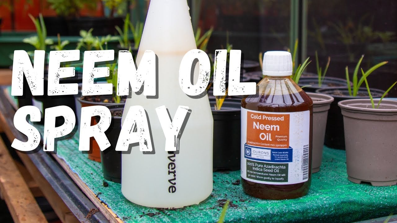 How to make a neem oil spray for pest control in your garden