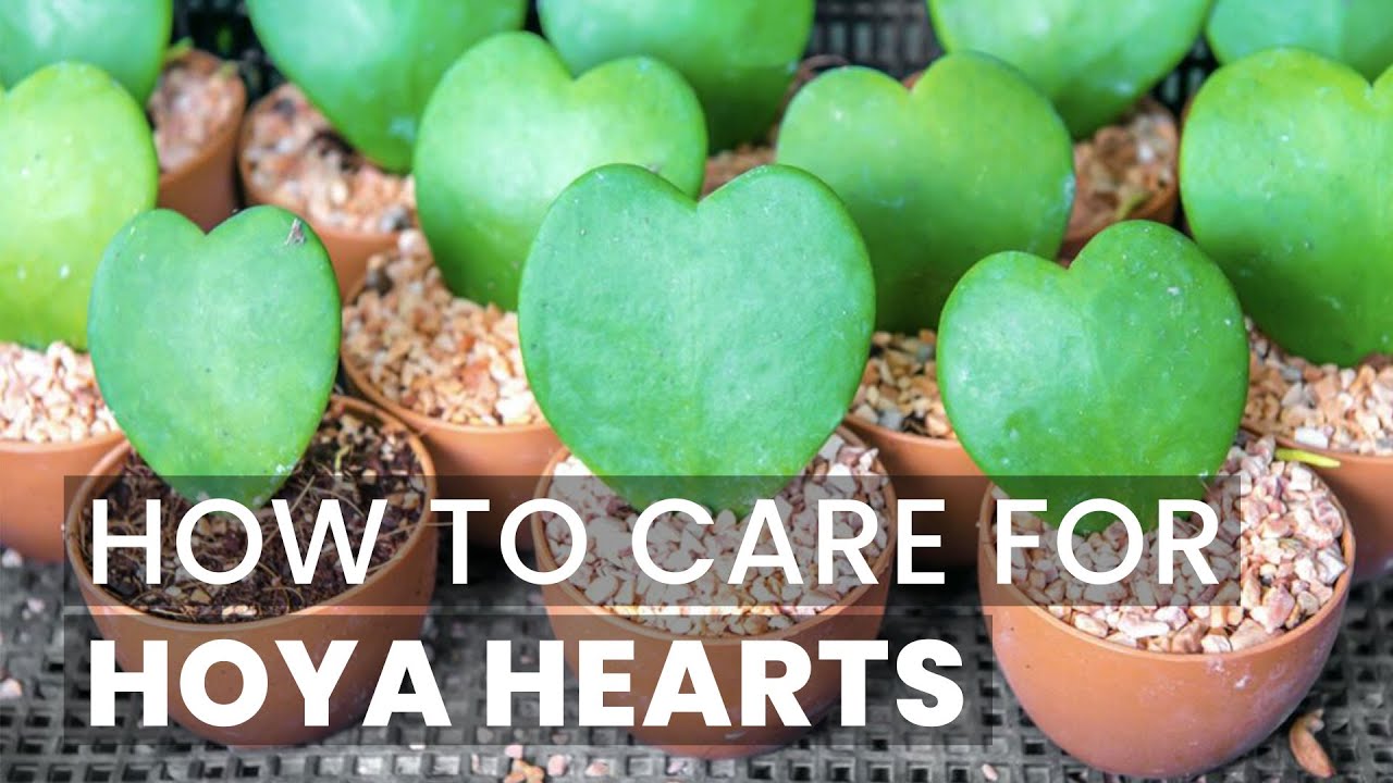 BEST TIPS | HOW TO CARE FOR HOYA HEART PLANT