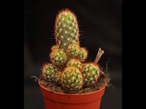 Mammillaria Elongata | Lady Finger Cactus | Everything you need to know