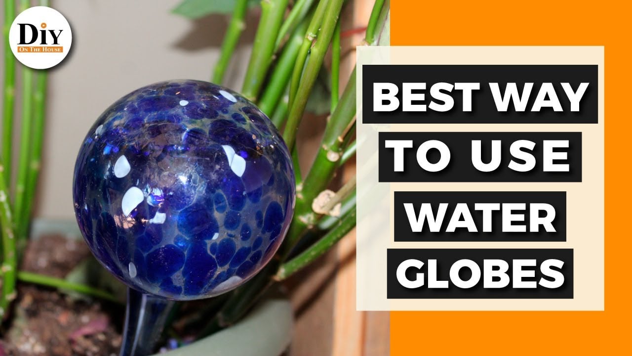 Best Way to Use Water Globes for Plants - Best Way to Water Houseplants