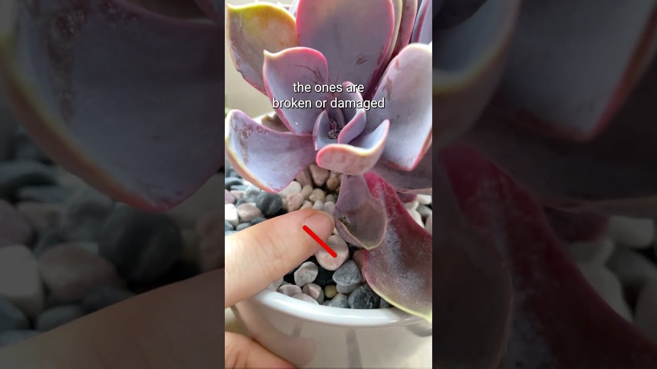 Common Mistakes in Succulent Propagation 🪴 #succulents #plants #propagation #shorts