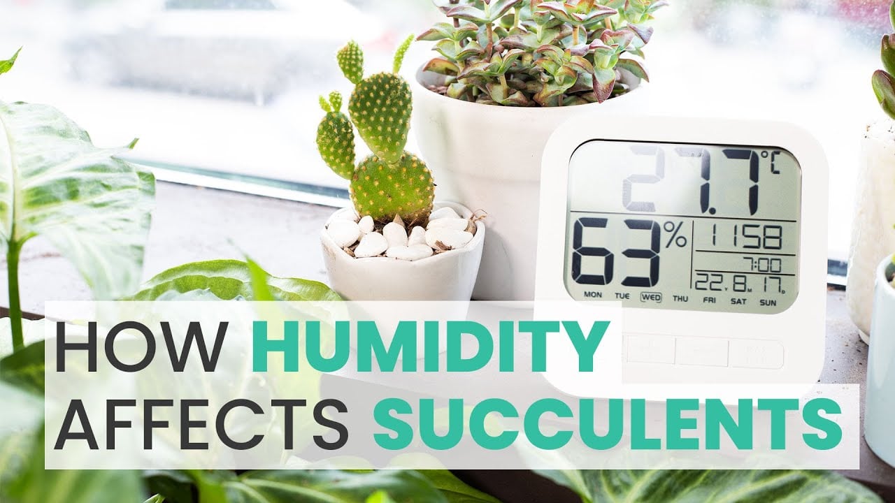 SUCCULENT CARE | HOW HUMIDITY AFFECTS YOUR SUCCULENTS
