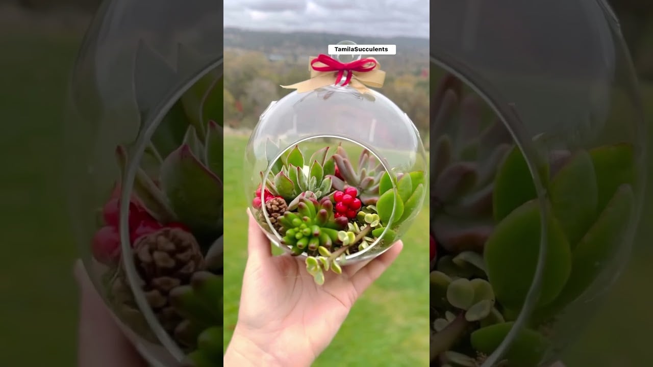 Terrarium globe #succulents #arrangement #christmas #gift #diy #unique #party #love #fancy #cute