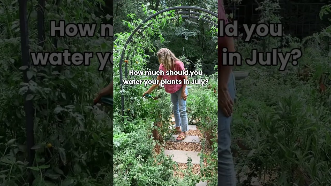 Remember to water in the morning for a longer time. Plants like big drinks of water💧 #garden #water