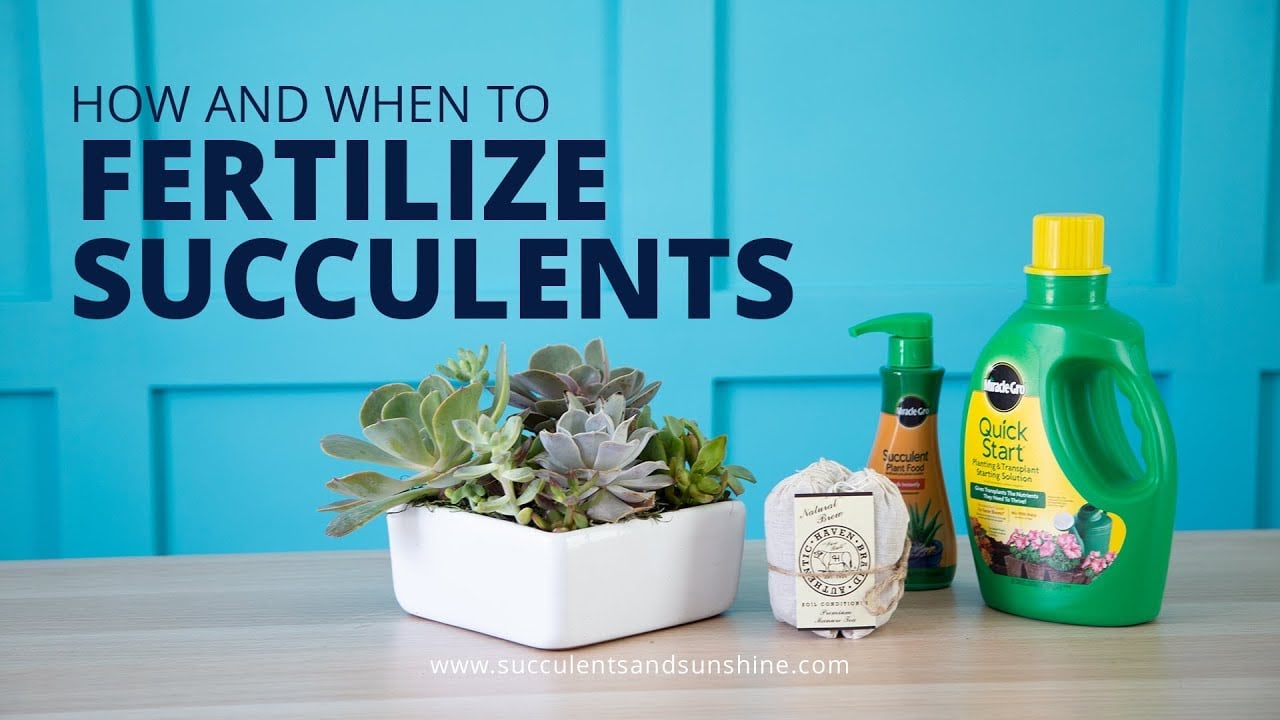How and When to Fertilize Succulents | And What Fertilizers to Use