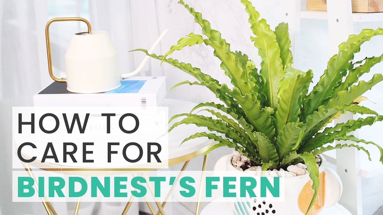 BEST TIPS | HOW TO CARE FOR BIRD'S NEST FERN | ASPLENIUM NIDUS CARE GUIDE