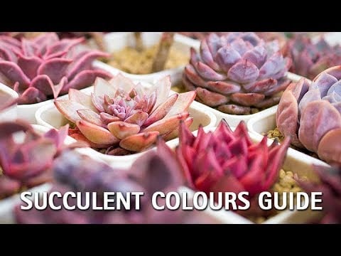 Succulent Colors Guide | Stressing Your Succulents