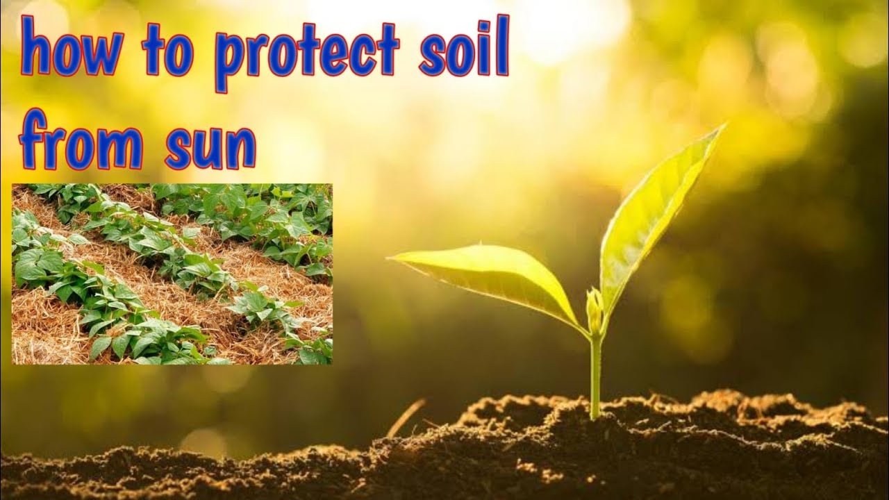 how to protect soil moisture from the sun #mulch #plants
