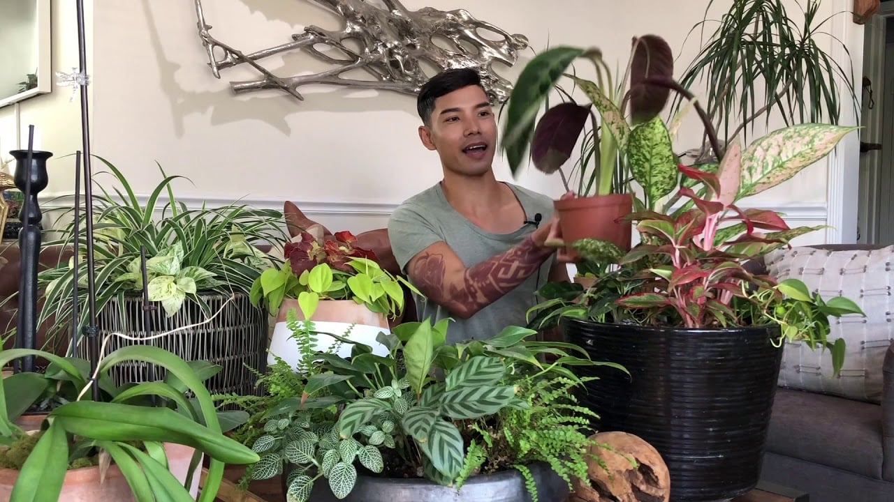 How to Create Houseplant Arrangements