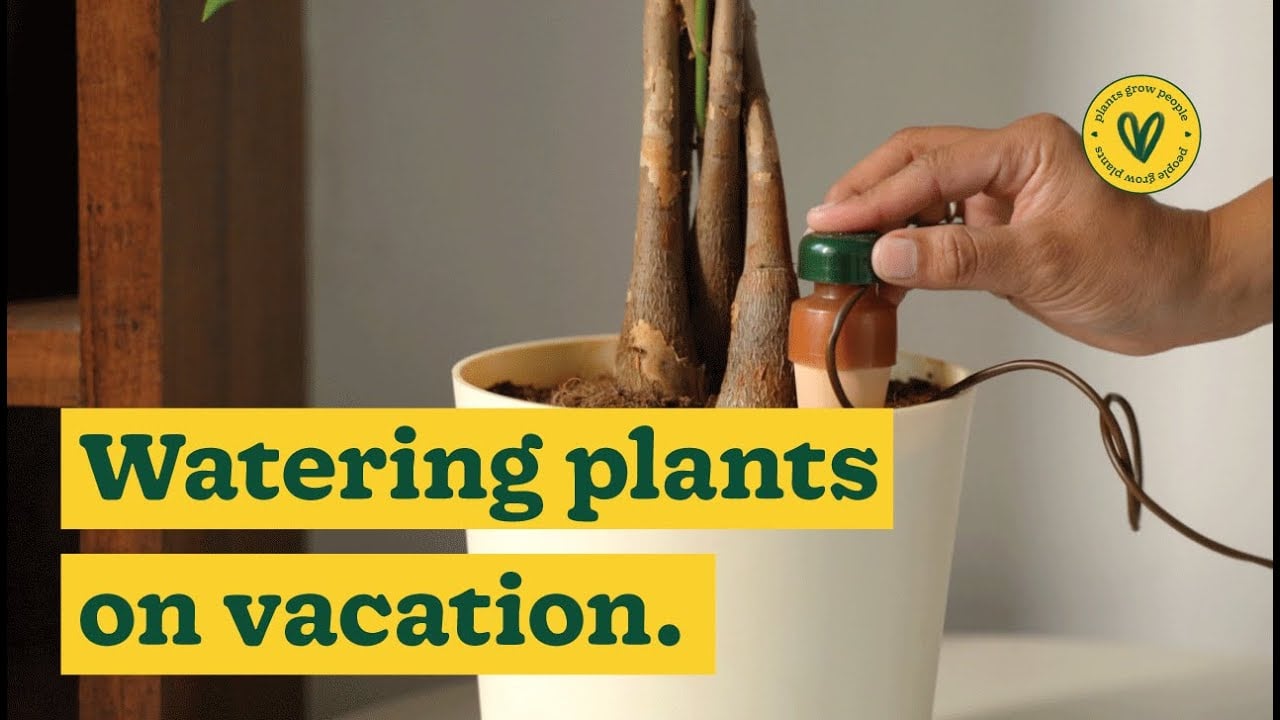 How to Use Self-Watering Spike for your Plants While you are on Vacation | Ugaoo
