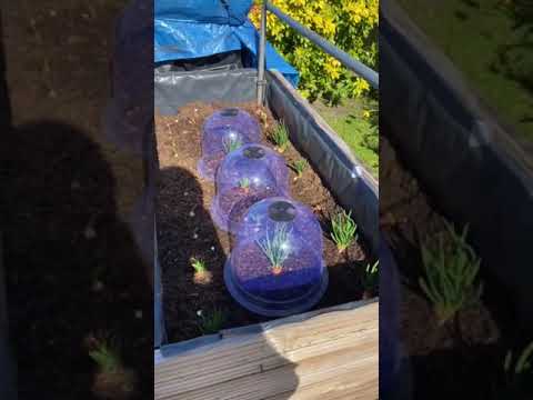 How to speed up and protect plant growth using a cloche​ #shorts