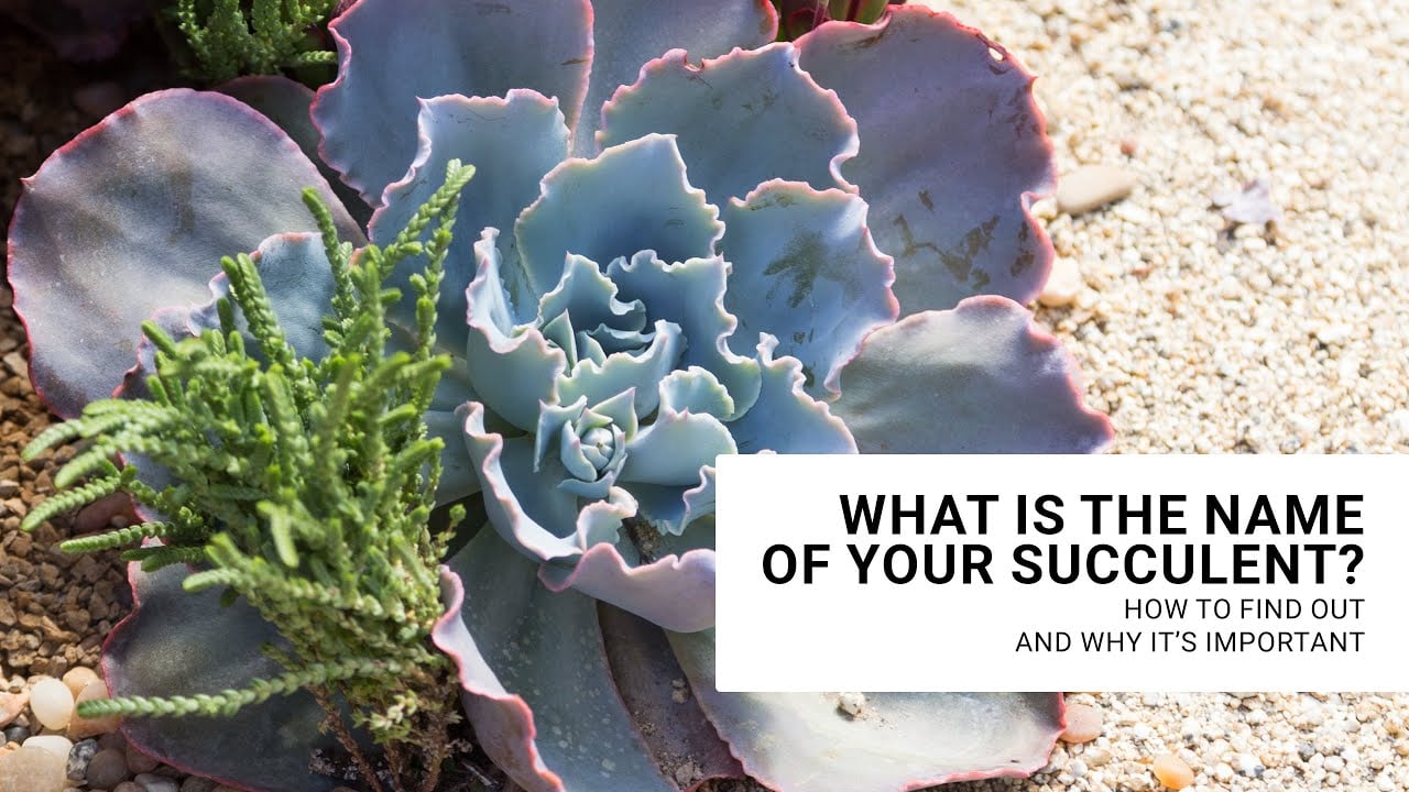 How to identify your succulent so you can keep it alive better