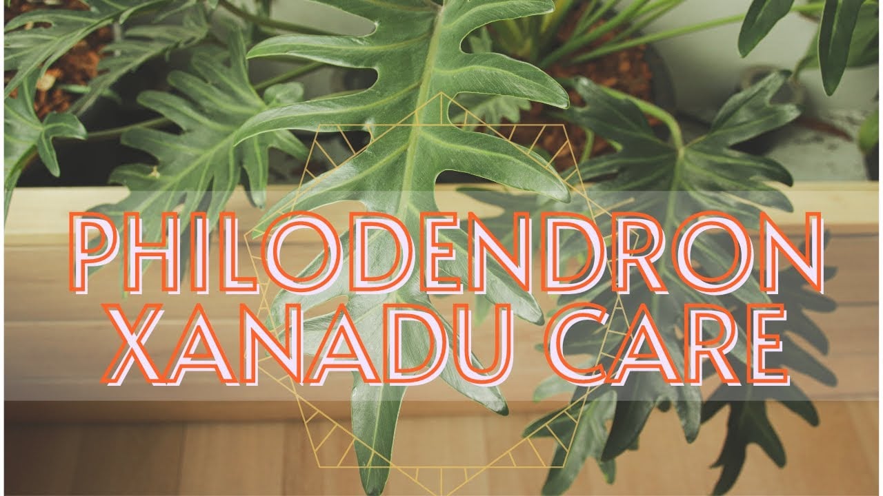 Philodendron Xanadu (Thaumatophyllum xanadu) Plant Care Guide