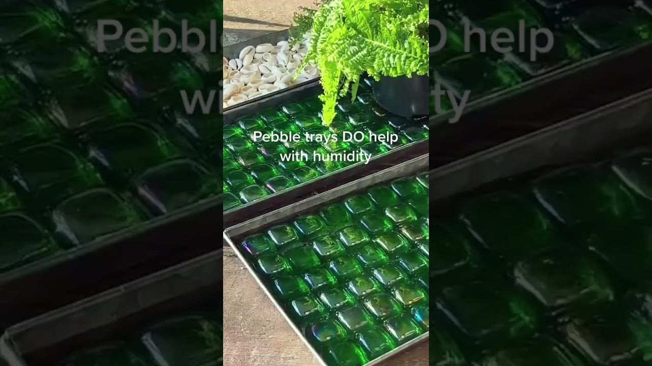 Pebble Trays Don't Increase Humidity - Here's Way I love Pebble Trays Anyway