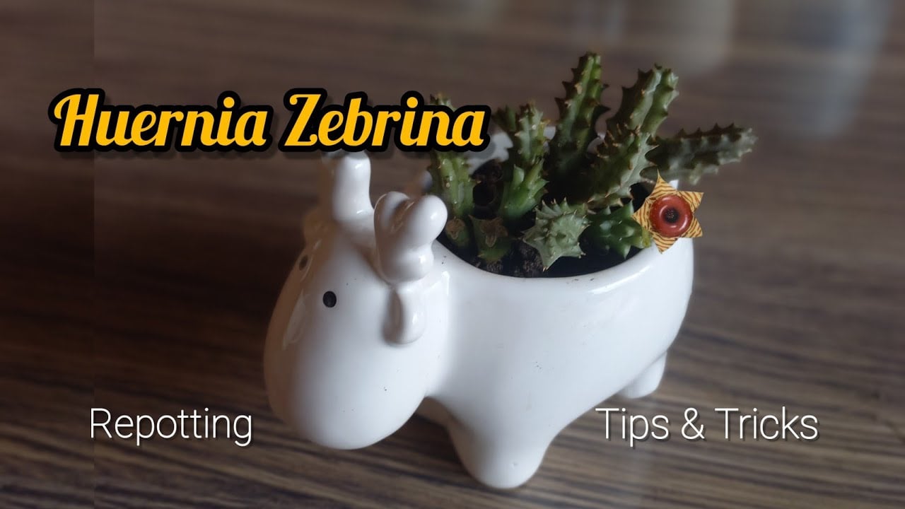 How To Care For Lifesaver Plant | Huernia Zebrina - Lifesaver Cactus Propagation #lifesaverplant