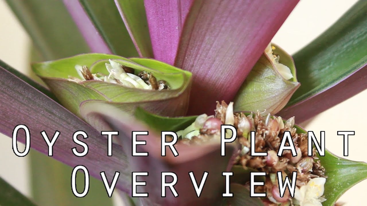 PLANTS: Oyster Plant (Tradescantia) Overview