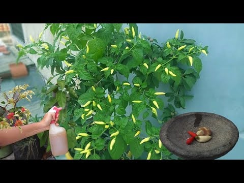 How To Make Natural Pesticide From Chili Pepper and Garlic - Gardening Tips