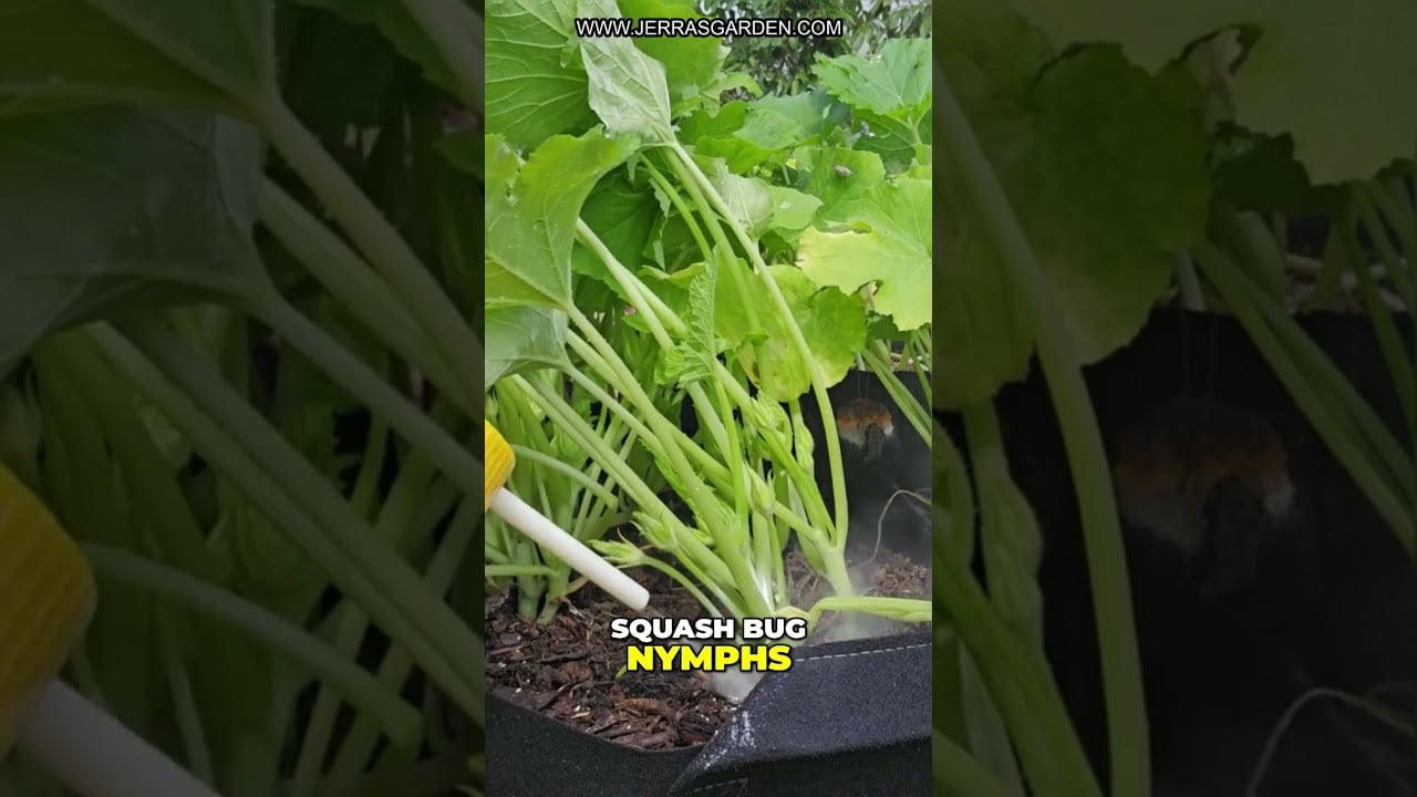 Gardening Tip: Diatomaceous Earth for Pest Control