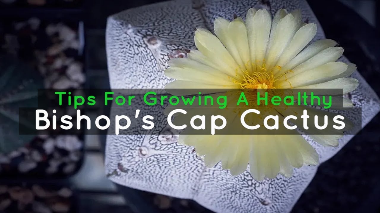 Tips For Growing A Healthy Bishop's Cap Cactus