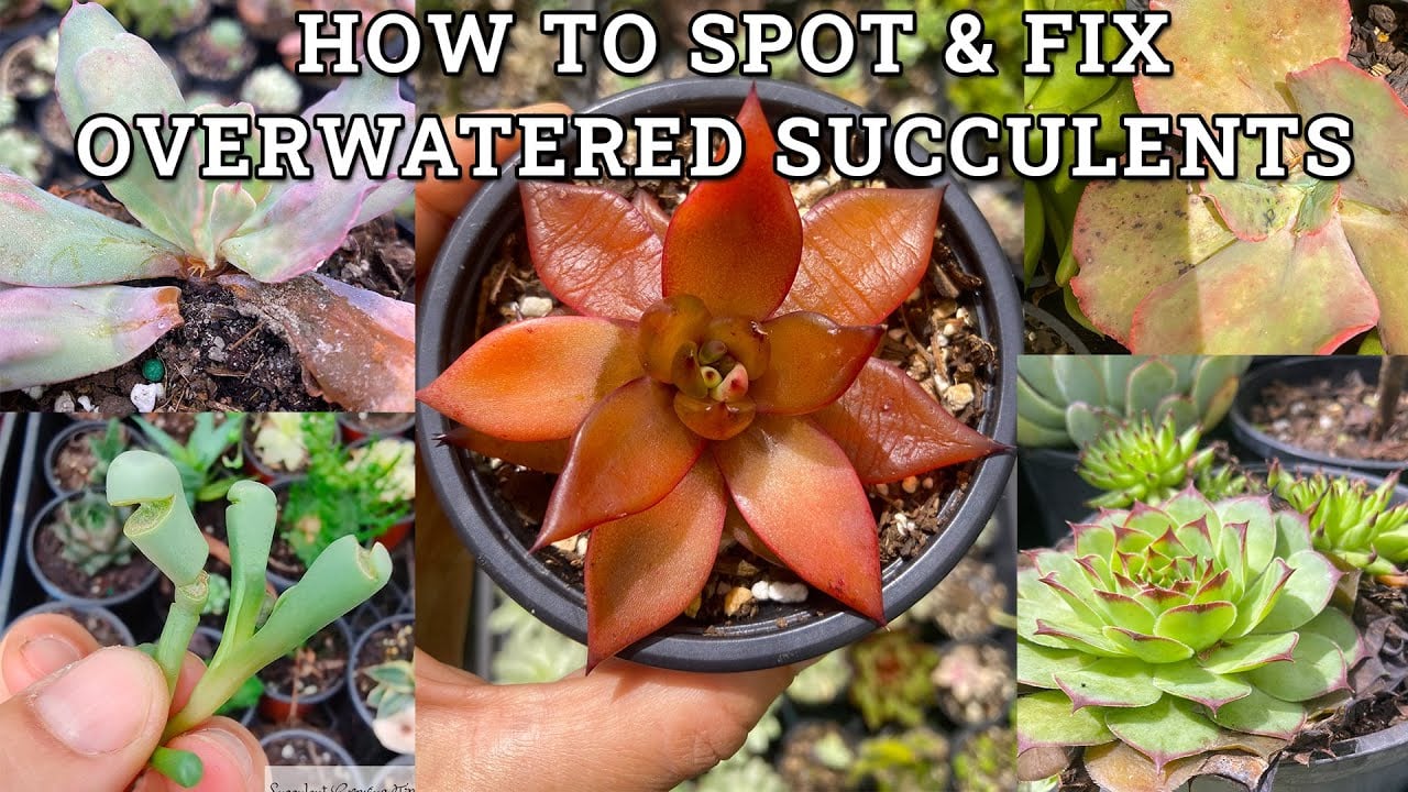 Overwatered Succulents & How To Spot, Save, Fix and Prevent Them