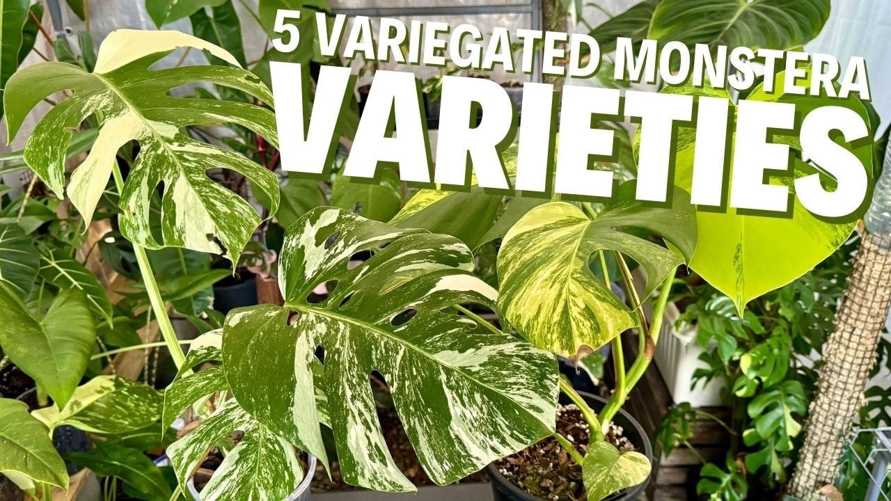 5 Types of Variegated Monstera Deliciosa