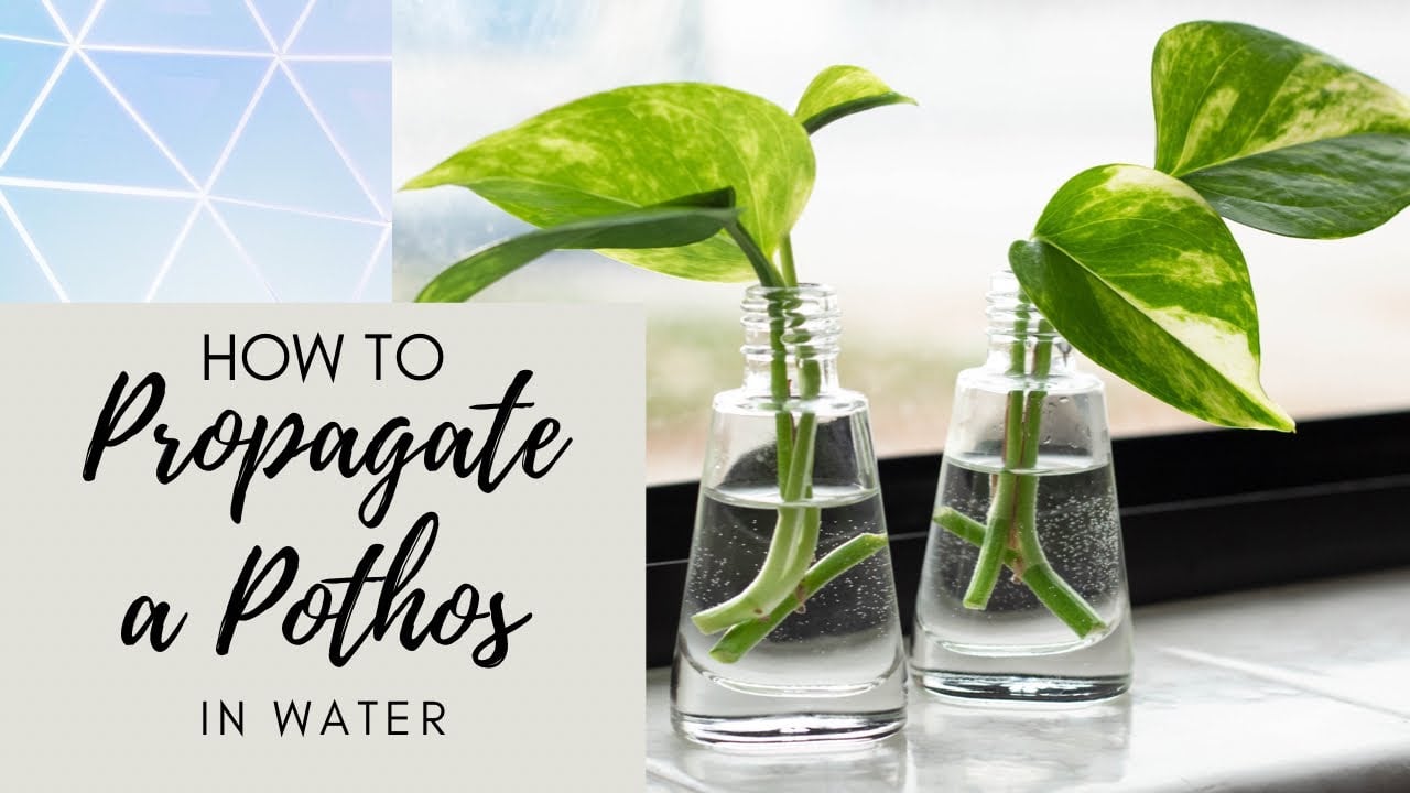 How to Propagate Pothos in Water