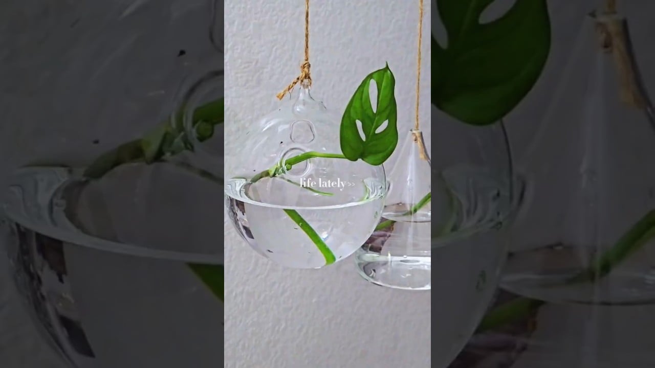 Hanging Glass Planters Set of 5 Vine Plants Indoor Glass Terrarium Propagations