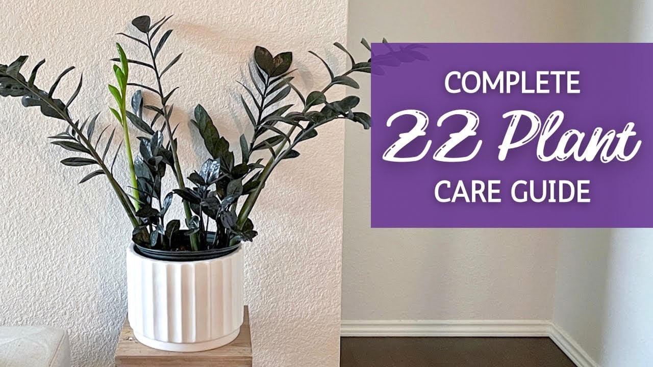 Unlock the Secrets to ZZ Plant Care | A Complete Zamioculcas Zamiifolia Care Guide