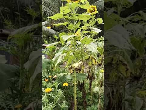 Sunflower and Marigold, Summer Blooms