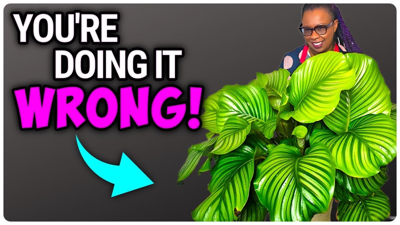 MASTERING Calathea Orbifolia Care: A Comprehensive Guide