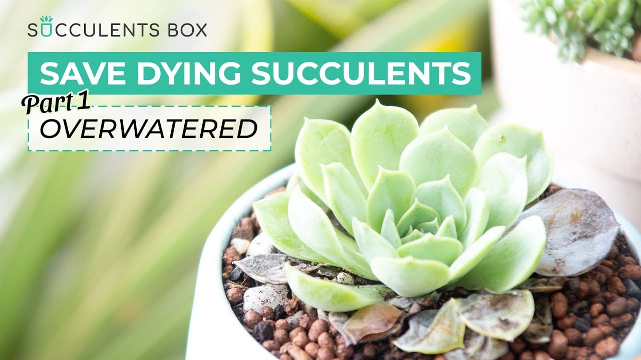 HOW TO SAVE OVERWATERED SUCCULENTS | SUCCULENT CARE TIPS