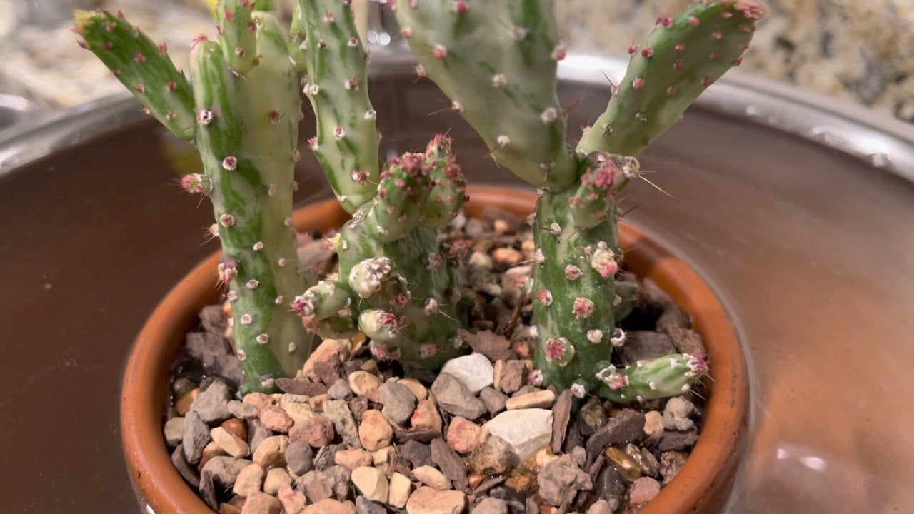 Bottom watering Joseph’s Coat Cactus