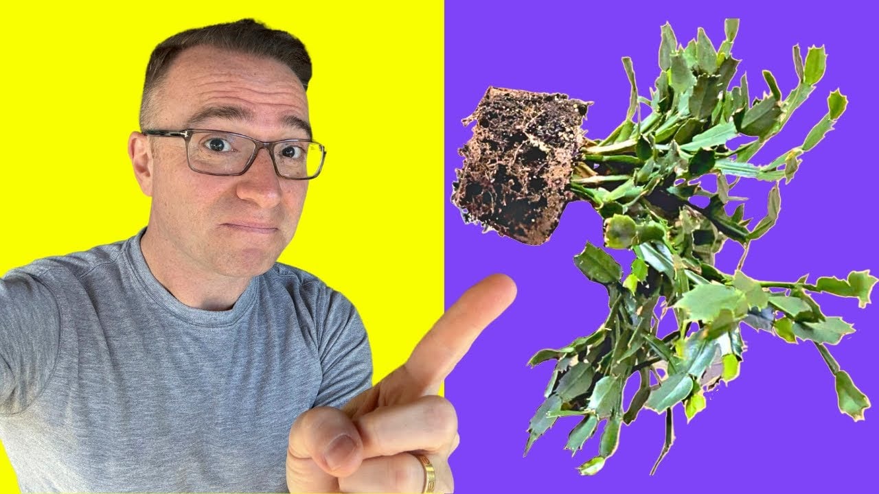 Repotting Thanksgiving Cactus! Important tips! Should you? When? How?