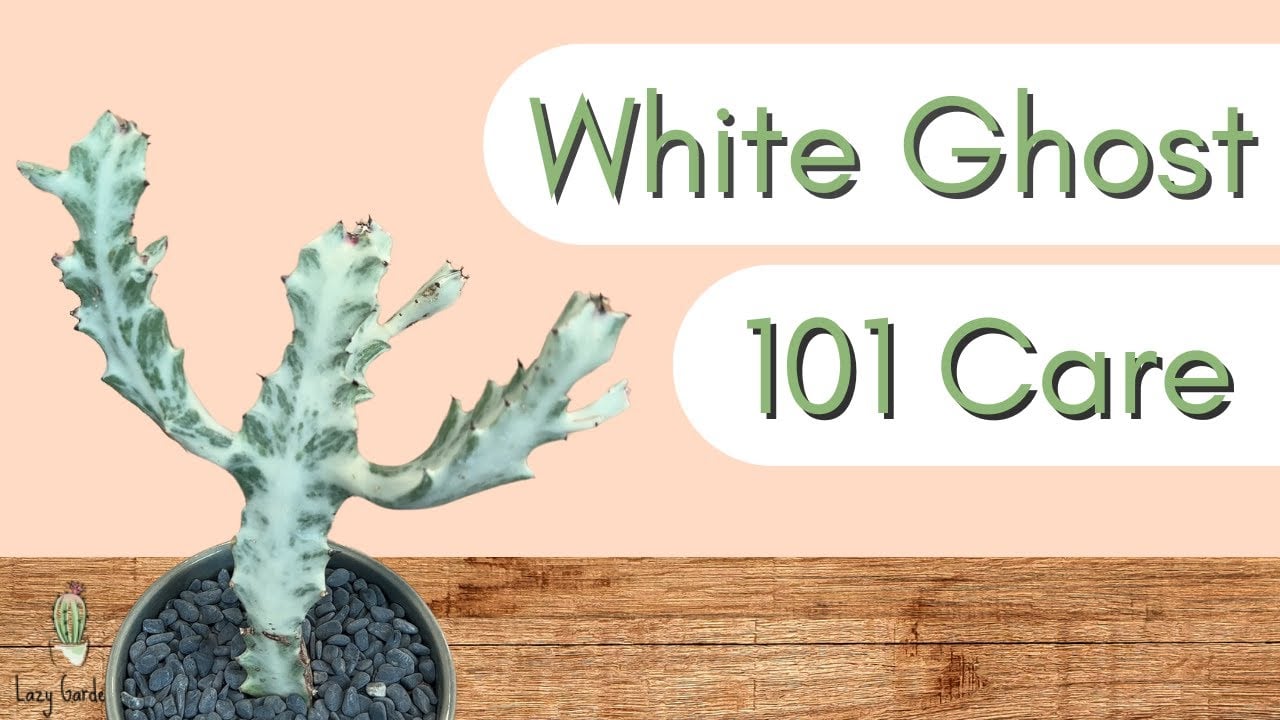 White Ghost Euphorbia 101 Care | Euphorbia Lactea Variegata