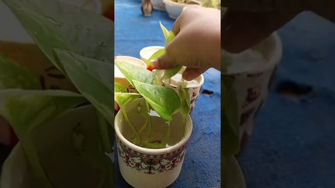 Teacup reuse#indoor plant ideas😍😍🥰🥰