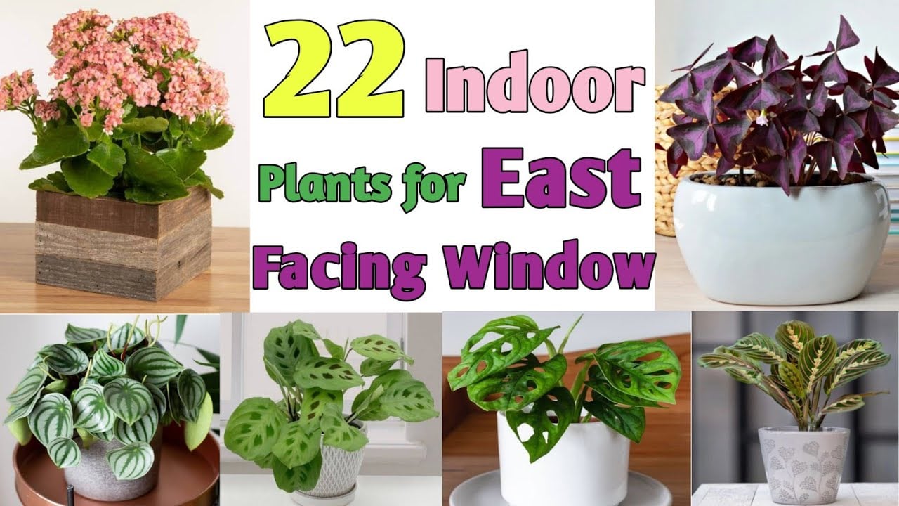 22 Indoor Plants for East Facing Windows | Low Light East Facing Window Plants | Plant and Planting
