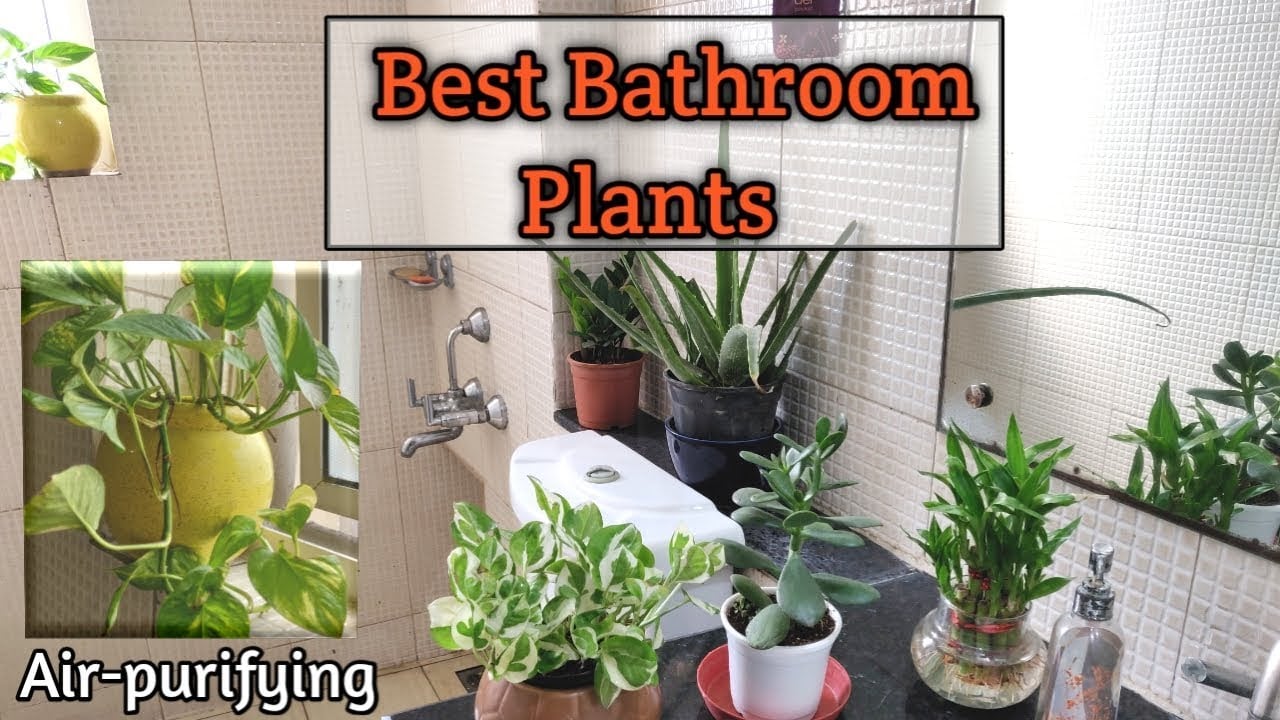 Best Bathroom Plants | Air-Purifying plants That Absorb Moisture | Indoor Plants