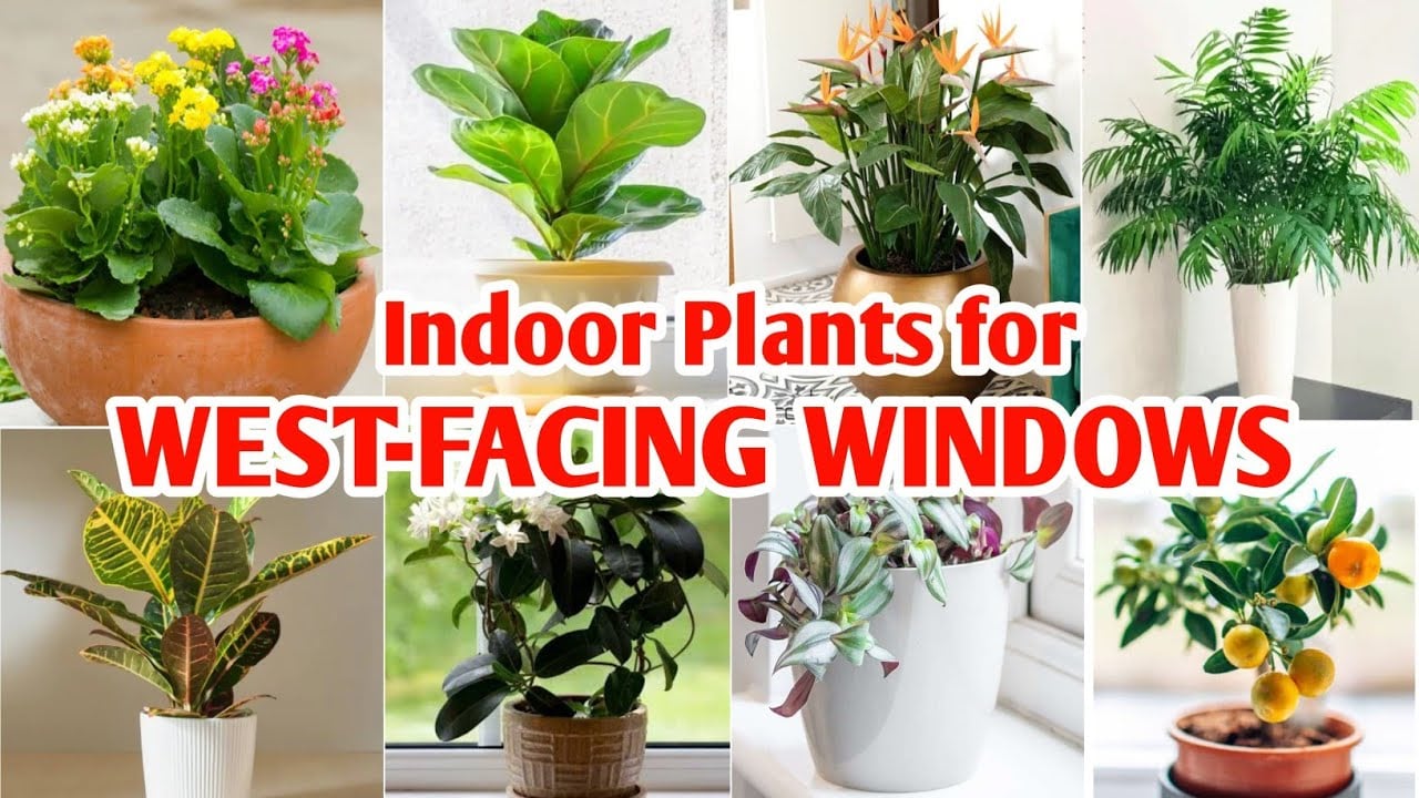 22 Best Indoor Plants for West Facing Windows | Indoor Plants for West Window | Plant and Planting