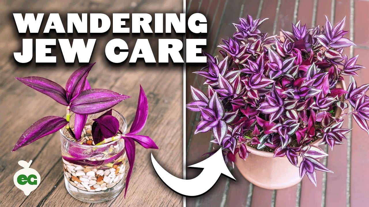 Wandering Jew Plant Care: Growing Tradescantia Zebrina
