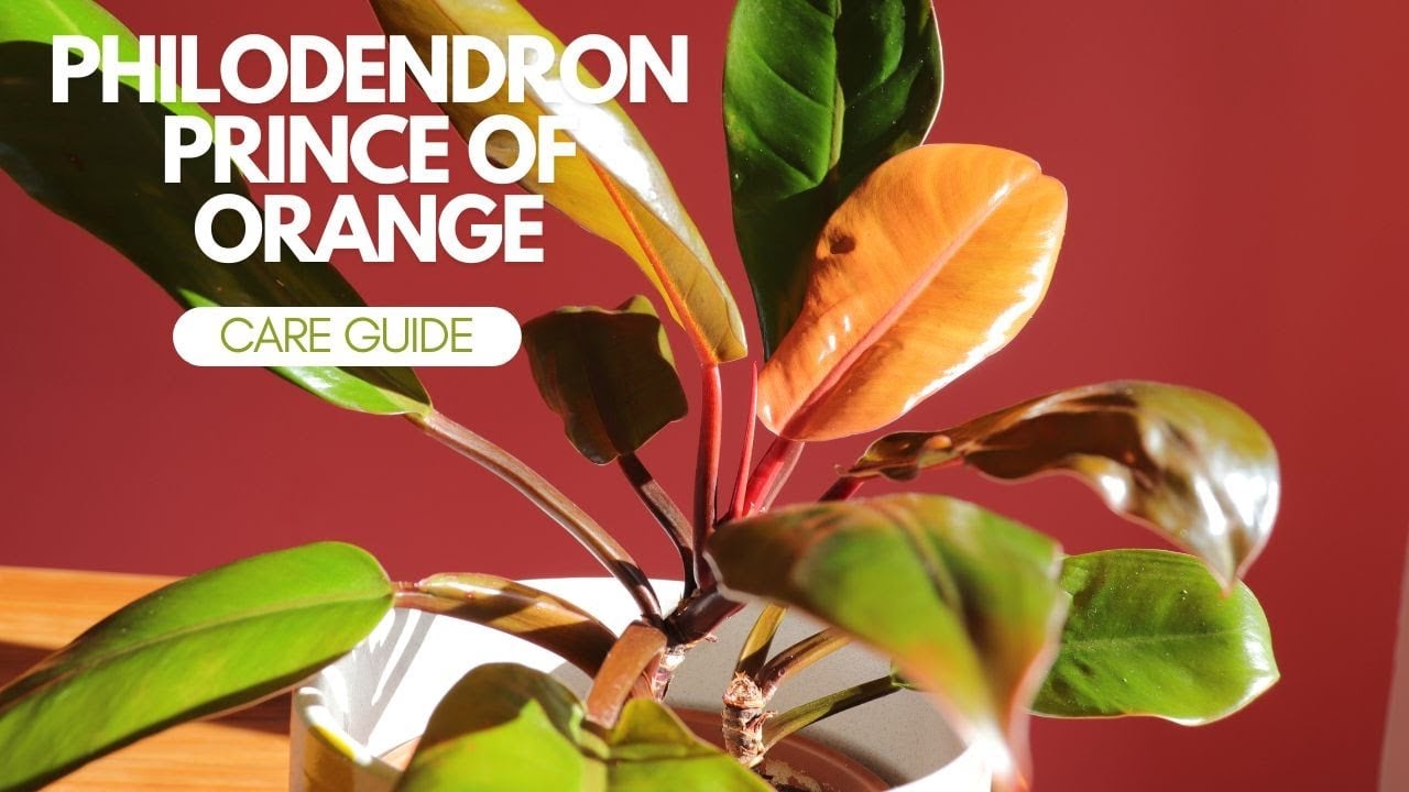 Prince Of Orange Philodendron Care Instructions 🧡 How To Care For Prince Of Orange