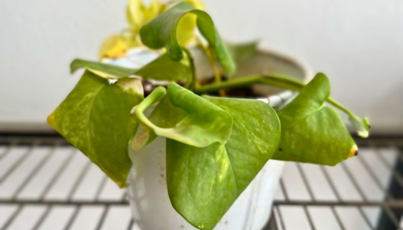Droopy pothos plant