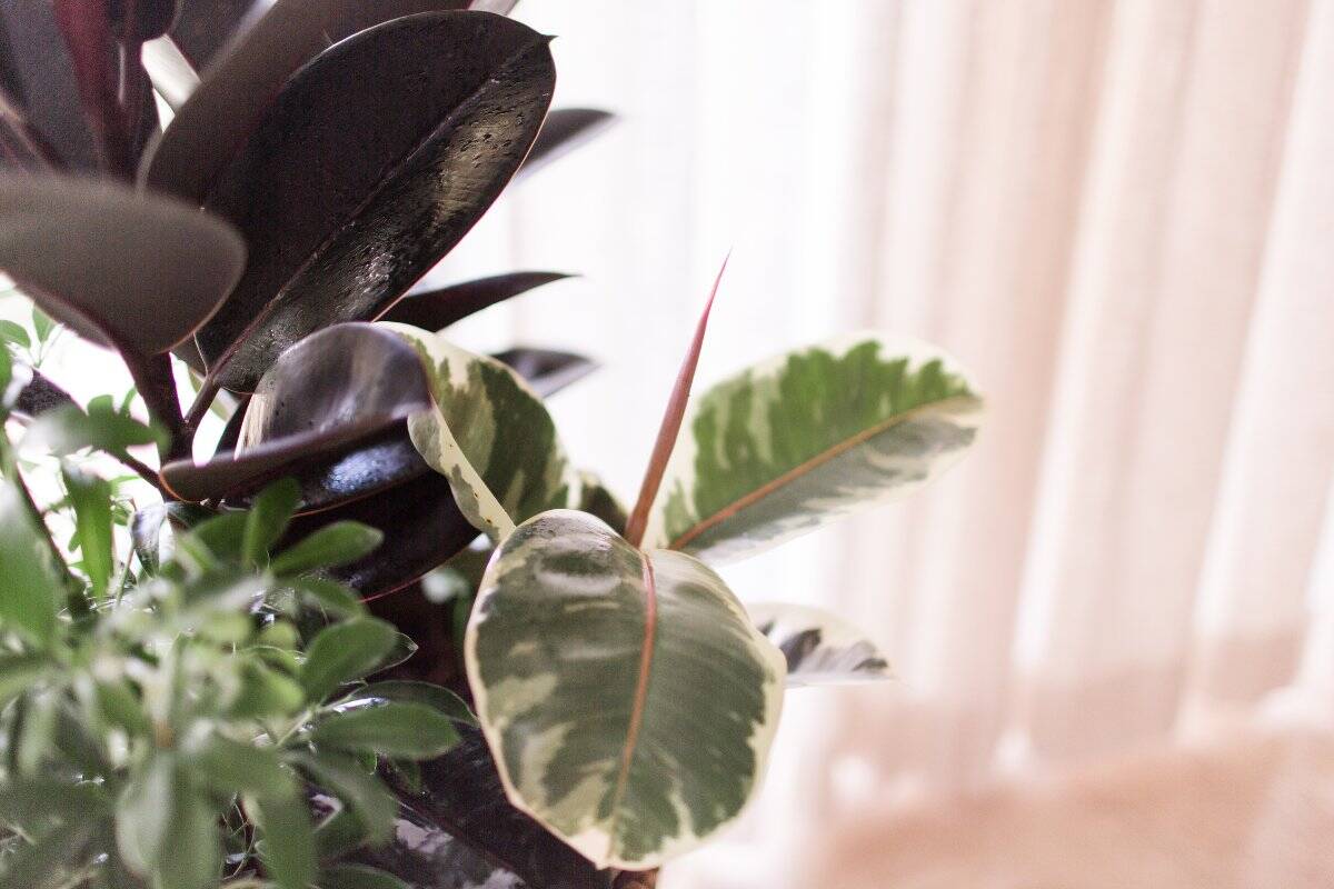 Rubber Plant Leaves Drooping? 12 Causes & Easy Fix! » Simplify Plants